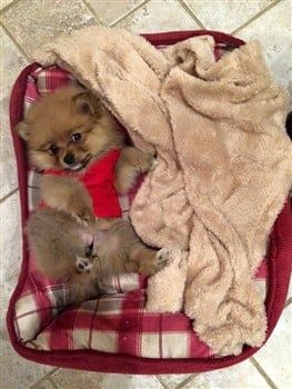 pomeranian-puppy-in-dog-bed